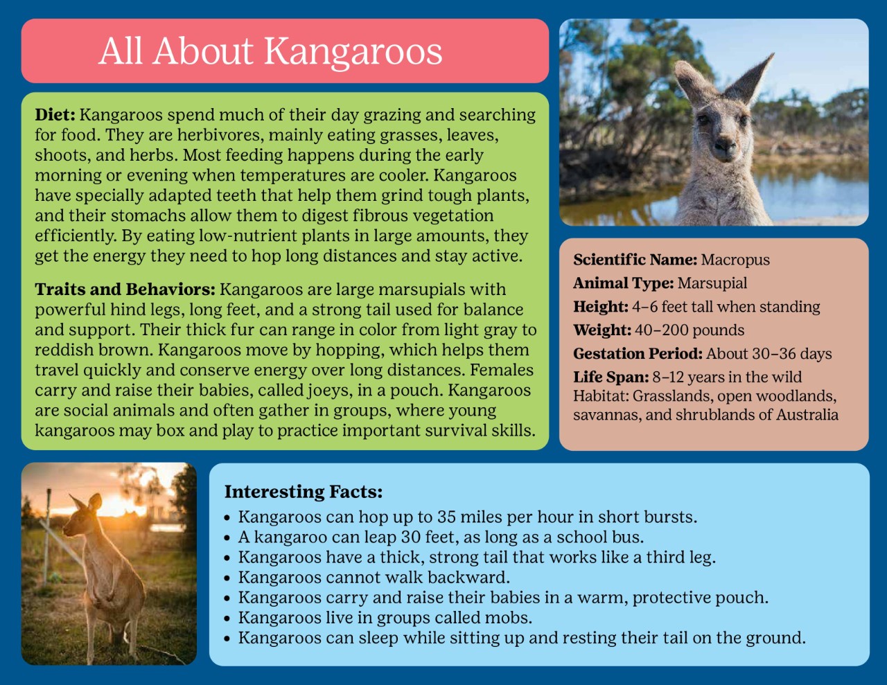 All About Asian Elephants
