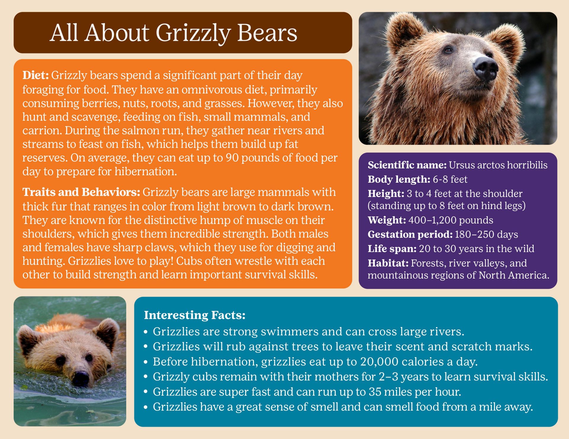 All About Grizzly Bears