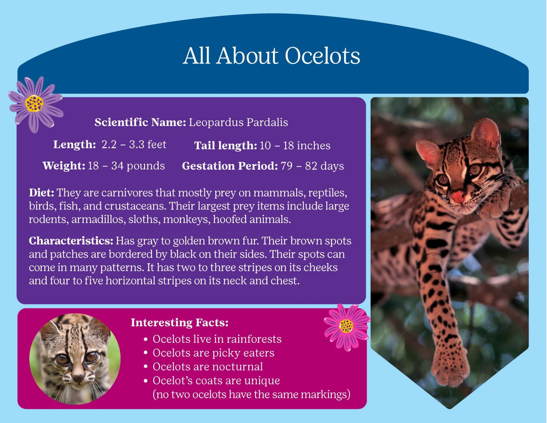 All About Ocelots