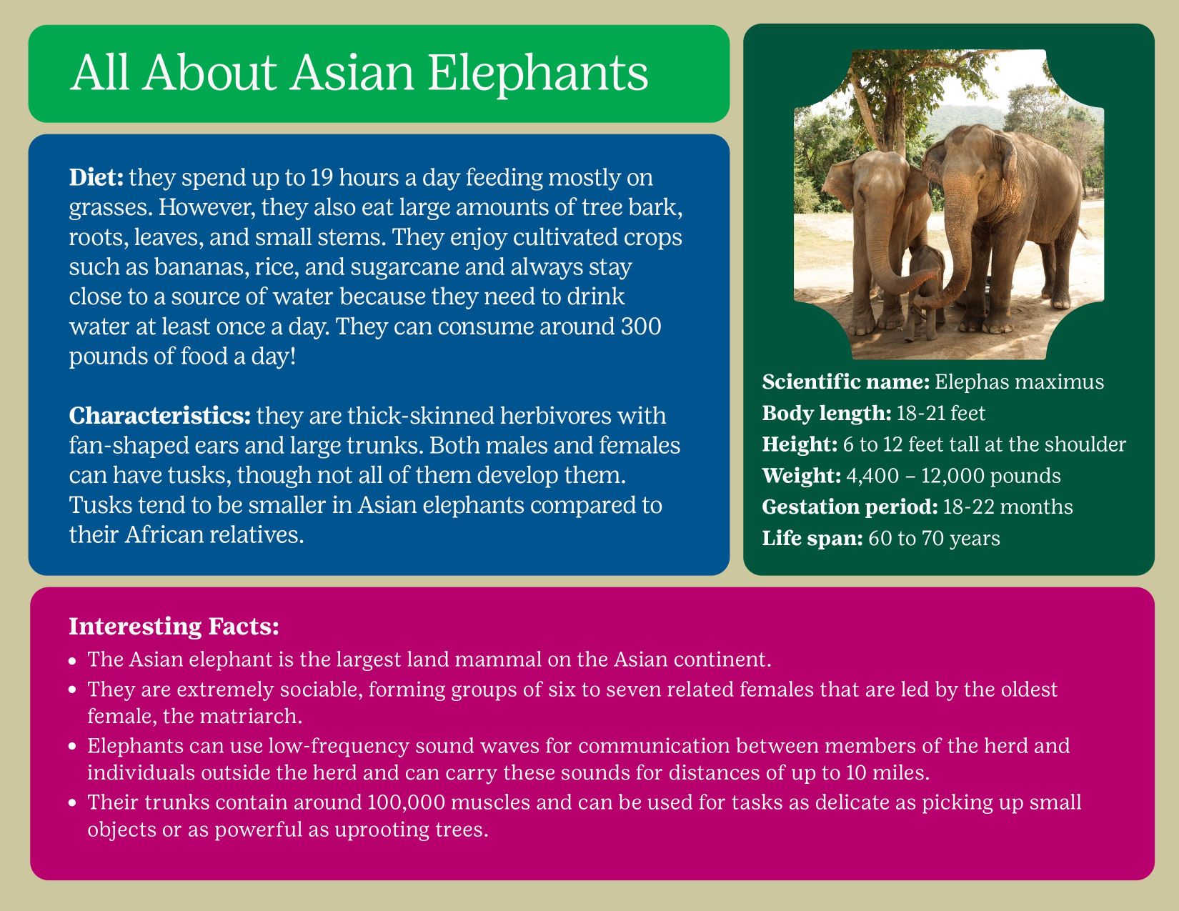 All About Asian Elephants